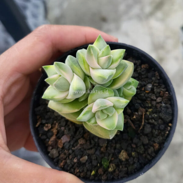 977. Crassula Moonglow Variegated