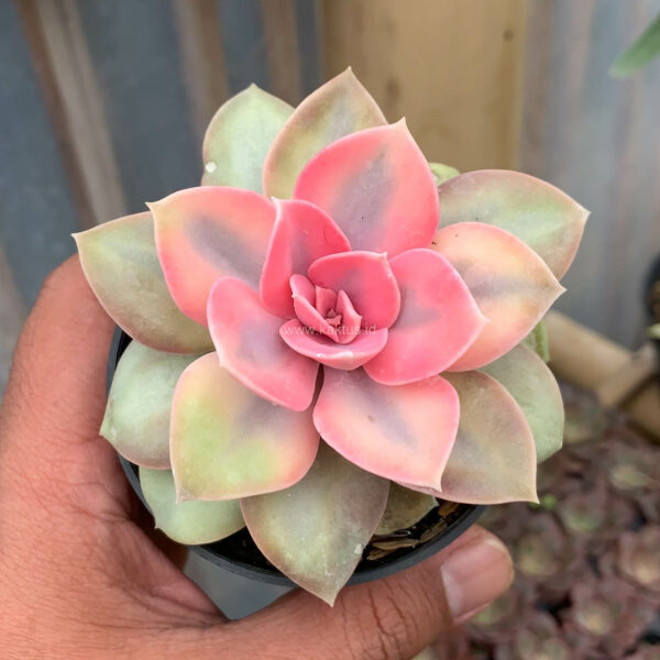 977. Echeveria Perle White Rainbow