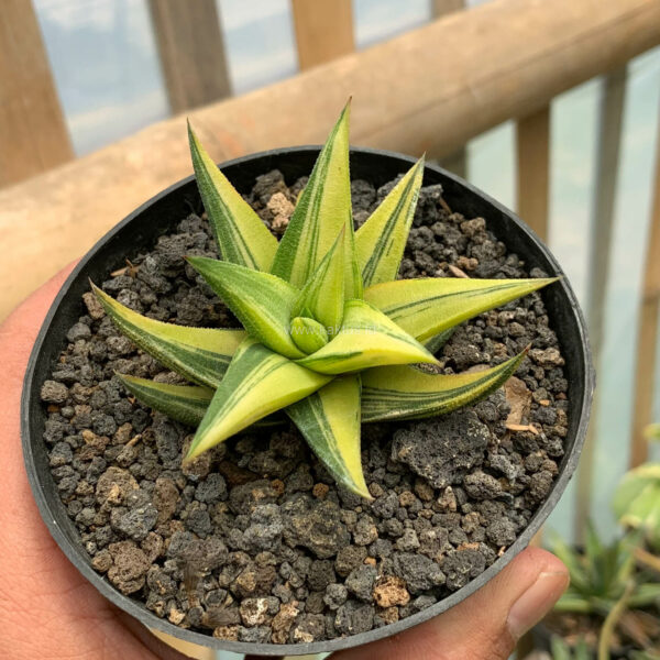 978. Haworthia Glabarata Variegated