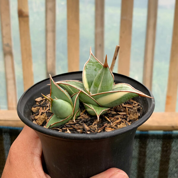 978. Sansevieria Pinguicula Small Variegated