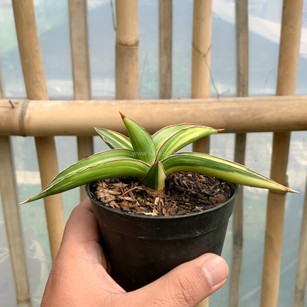 979. Sansevieria Dragon Green Clone Variegated