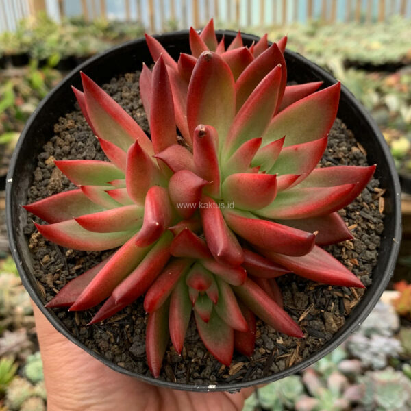 980. Echeveria Agavoides 'Frank Reinelt' Super Red Cluster