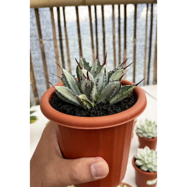 981. Agave Potatorum CV. Cubic Mediopicta Variegated