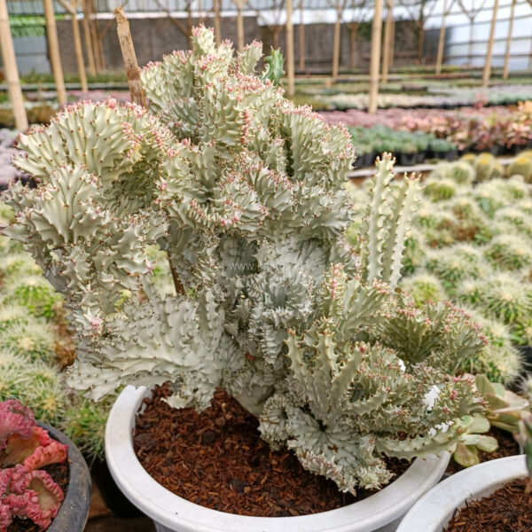 982. Euphorbia Milky White Lactea Cristata Size 30 Cm ( Appendix II – Special Permit Needed* )