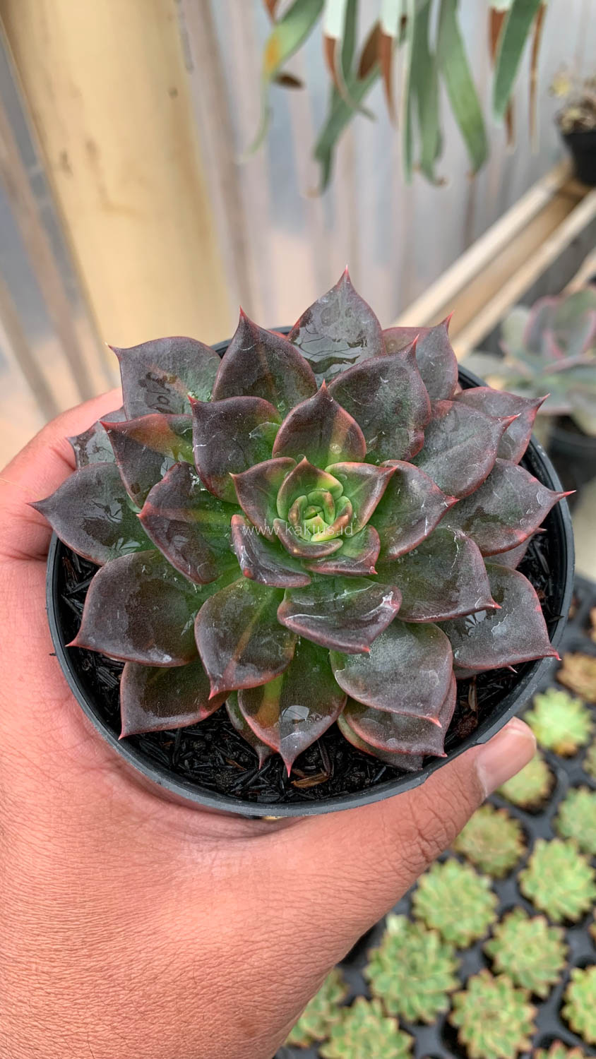 Echeveria Black Prince Small Variegated For Sale. Wholesale