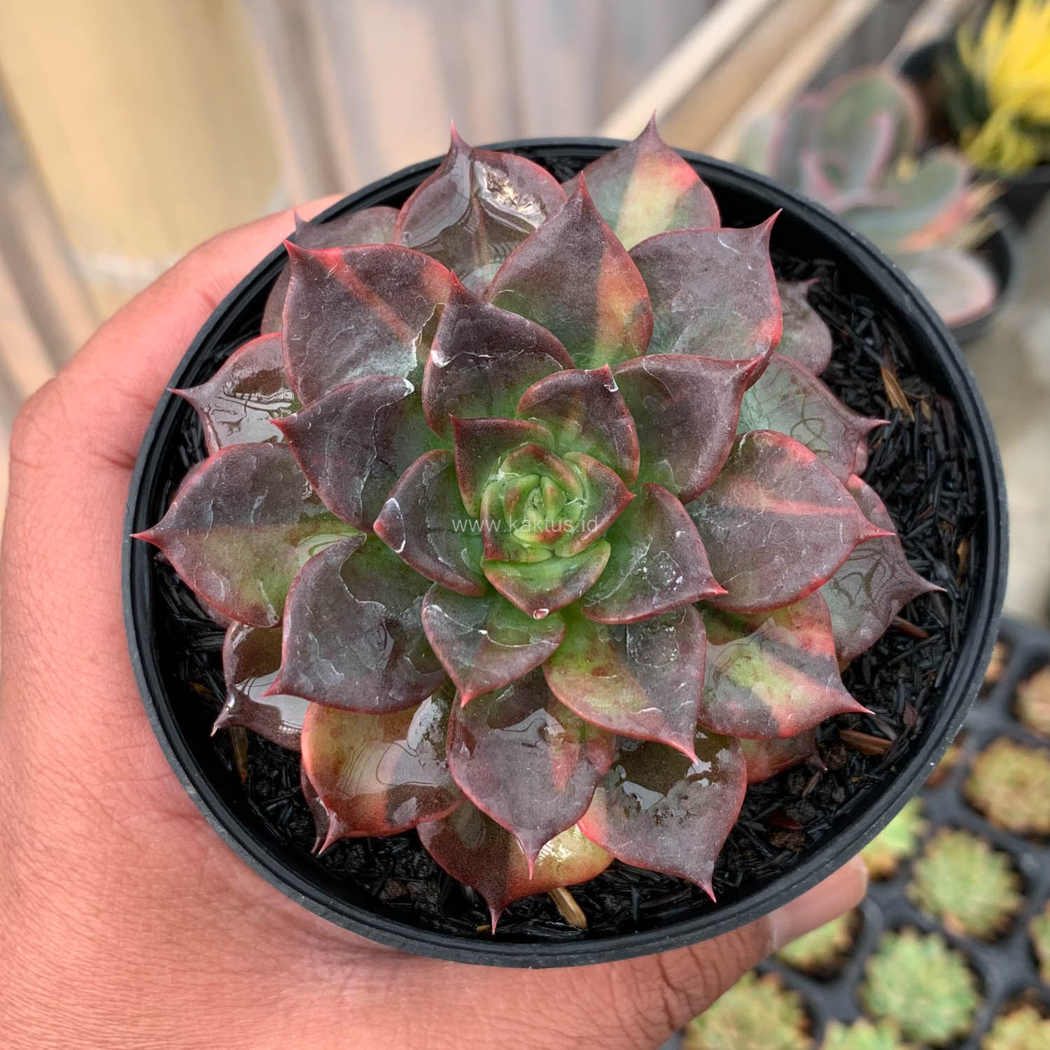 Echeveria Black Prince Small Variegated For Sale. Wholesale
