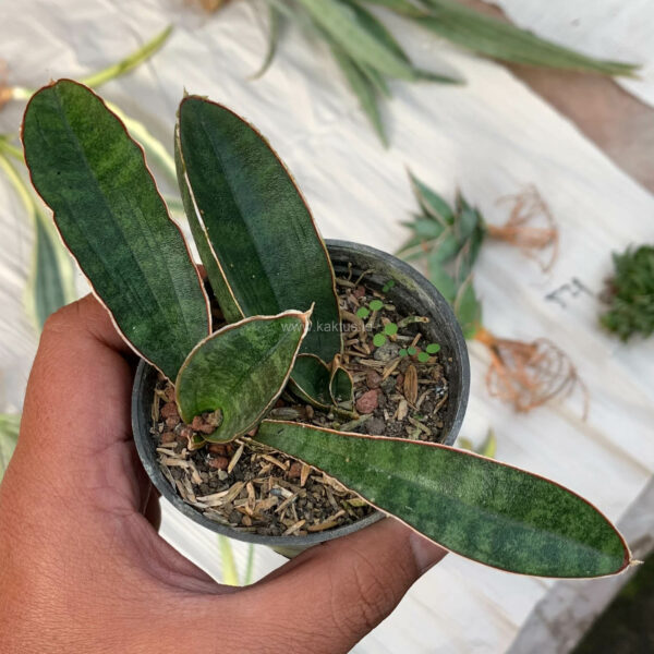 1007. Sansevieria Baseball 1 Leaf