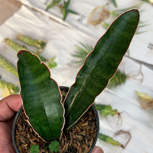 1008. Sansevieria Sinus Simiorum 1 Leaf