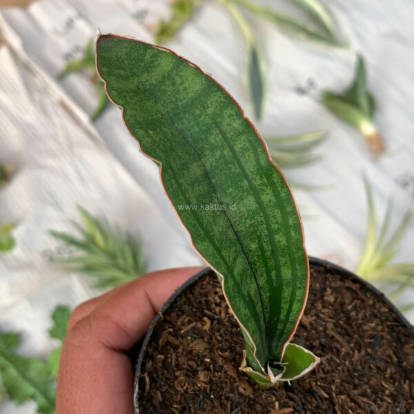 1009. Sansevieria Malawi Bat