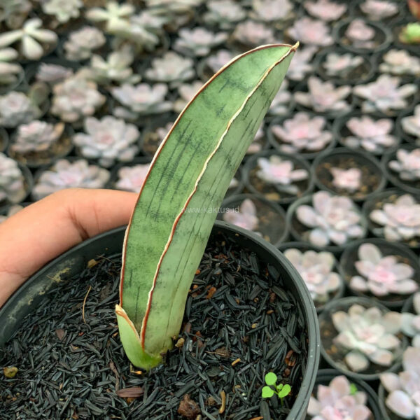 1011. Sansevieria Silver Bat