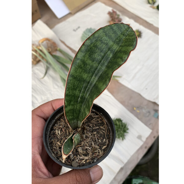 1013. Sansevieria Scimi Sayati Jorj