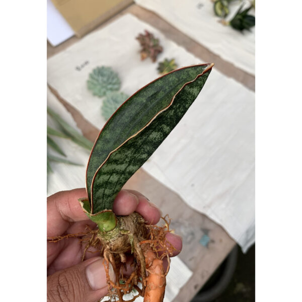 1014. Sansevieria Scimi Kadzi Raumawe