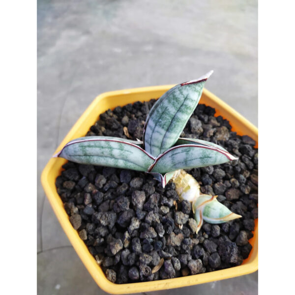 1018. Sansevieria Eilensis with baby