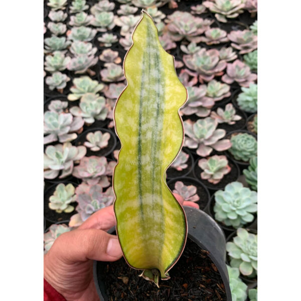 1019. Sansevieria Kirkii Coral Blue Variegated