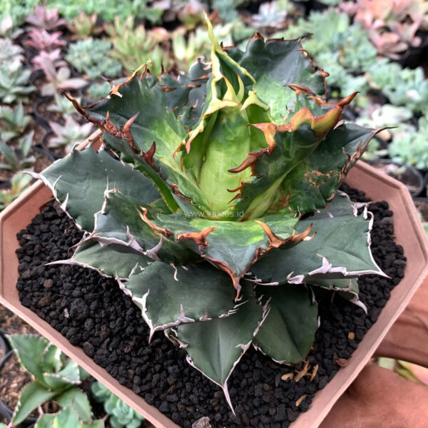 1066. Agave Solar Eclipse Mutation Size 18 Cm