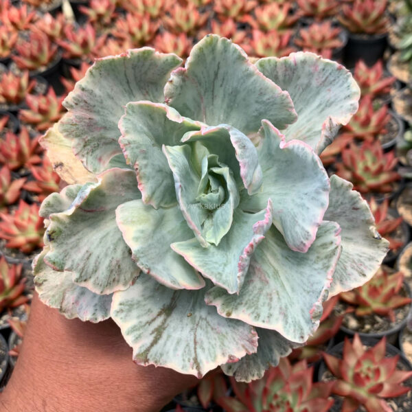 448. Echeveria Chantilly 'Dragon Fin' Variegated