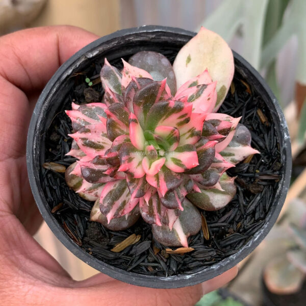 711. Echeveria Prince Black Pink