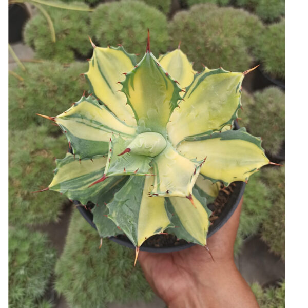 799. Agave Isthmensis Variegated