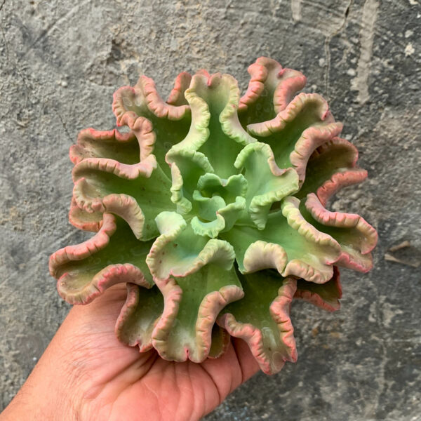 976. Echeveria Octopus Size 12 Cm