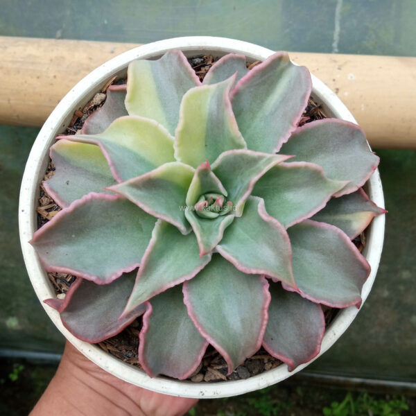 983. Echeveria Madiba Variegated