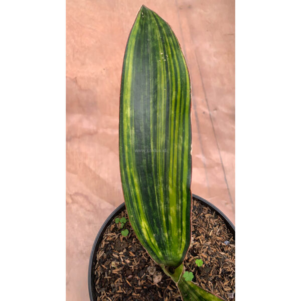 986. Sanseveria Macrophylla Variegated