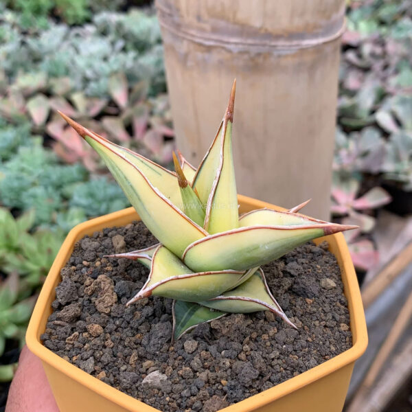 988. Sansevieria Pinguicula Aurea Variegated