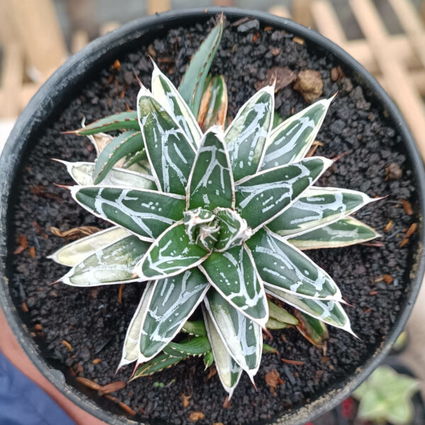 992. Agave Himesanoyuki White Variegated