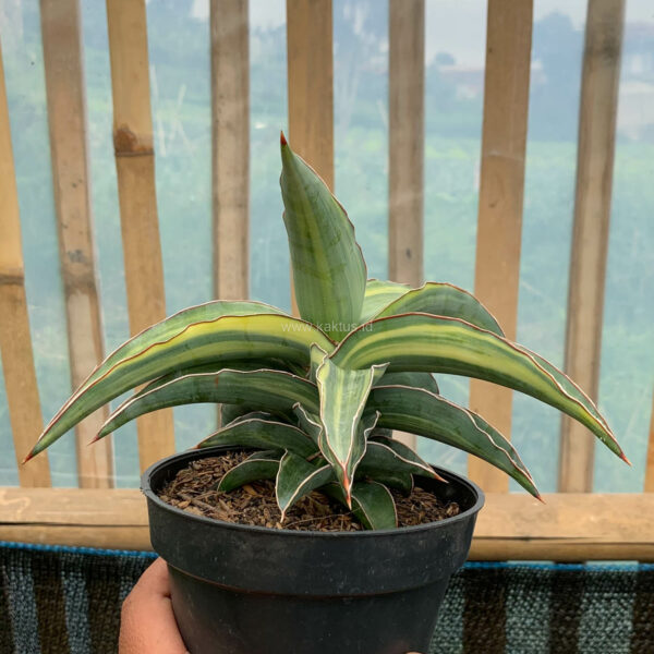 992A. Sansevieria Kimayo Variegated