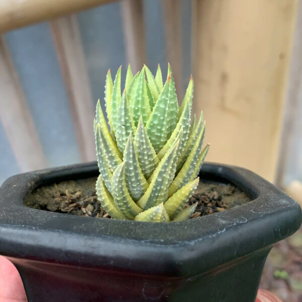 994. Haworthia Reinwardtii Aurea Variegated – Zebra Wart