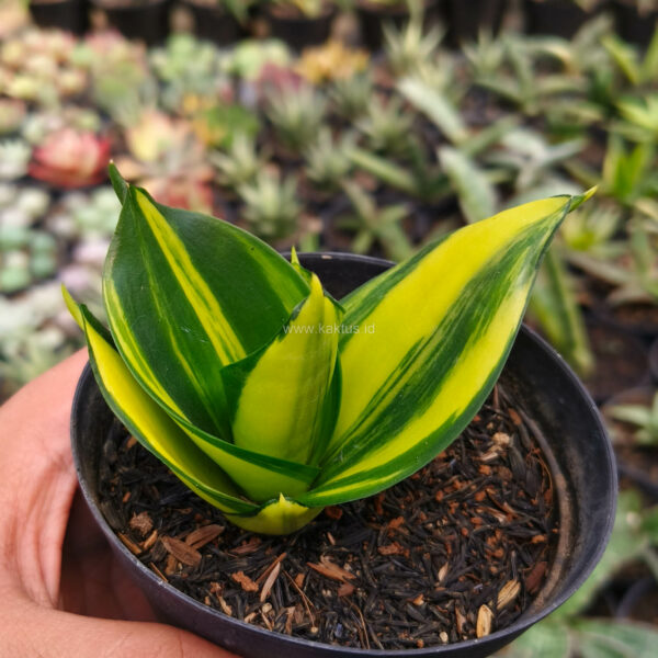 996. Sansevieria Green Mole Variegated