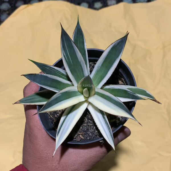 997. Agave Snow Glow Variegated Sectoral