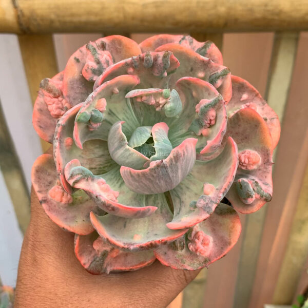 1022. Echeveria Beyonce Variegated