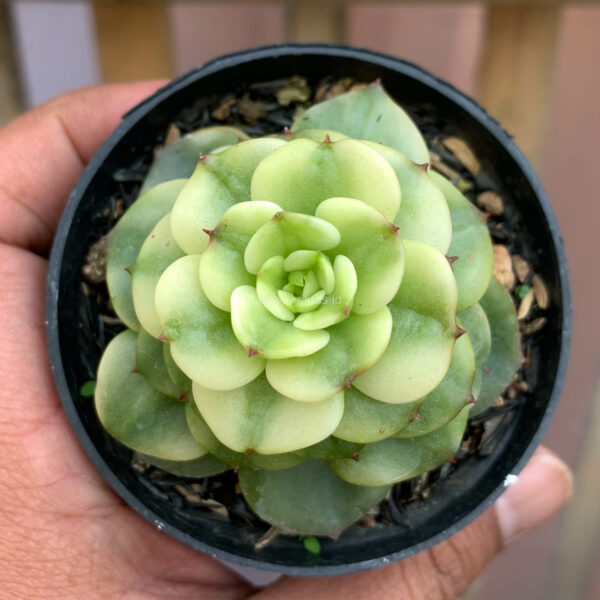 1022. Graptoveria Rolli Variegated