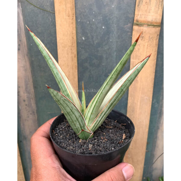 1025. Sansevieria Royal Crown