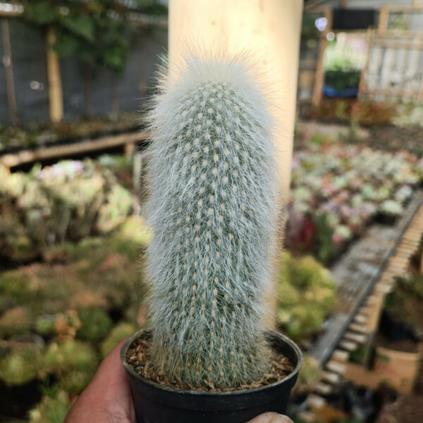 1027. Cephalocereus Senilis 'Old Man Cactus' ( Appendix II – Special Permit Needed* )