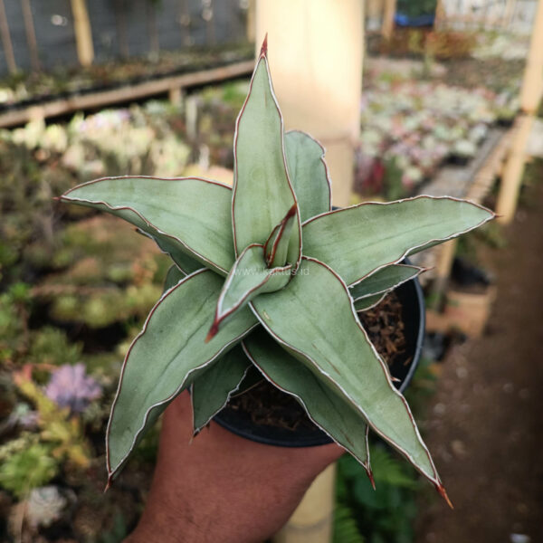 1028. Sansevieria Blue Leaf