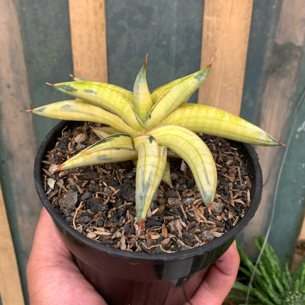 1030. Sansevieria Blue Clone Yellow Variegated