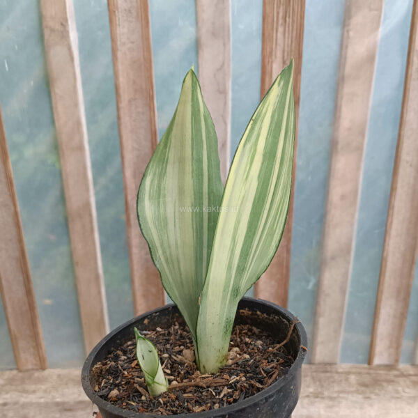 1033. Sansevieria Moonshine Variegated