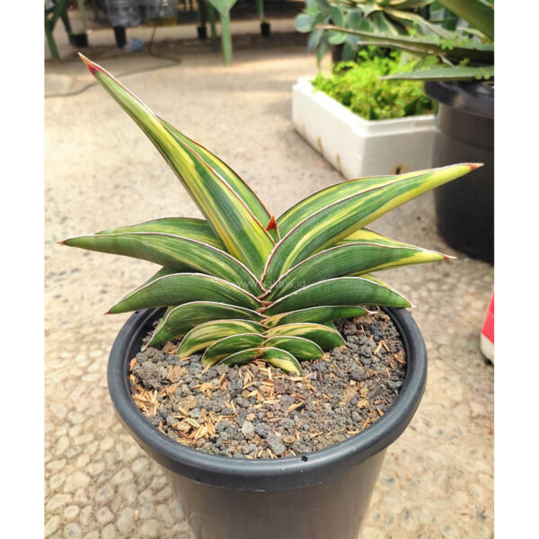 1034. Sansevieria Rorida Variegated Size 16 Cm