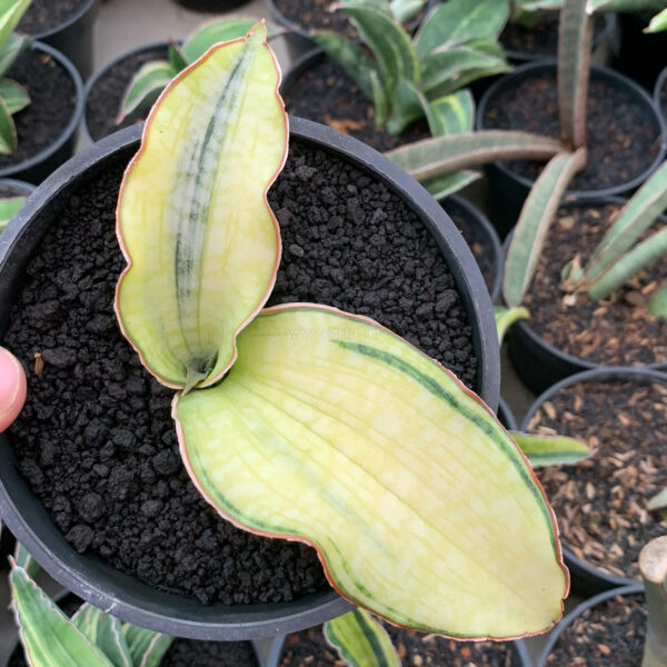 1035. Sansevieria Silver Blue Aurea Variegated