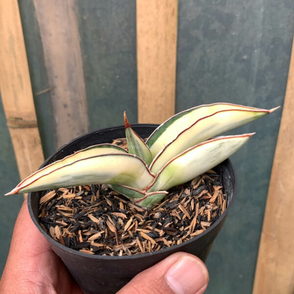 1037. Sansevieria Robusta Dwarf White Variegated