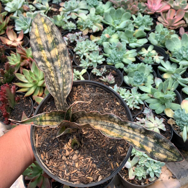 1038. Sansevieria Kirkii Variegated Pulchra Metalic Silver 1 Leaf