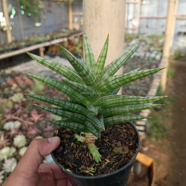 1040. Sansevieria Star Balii