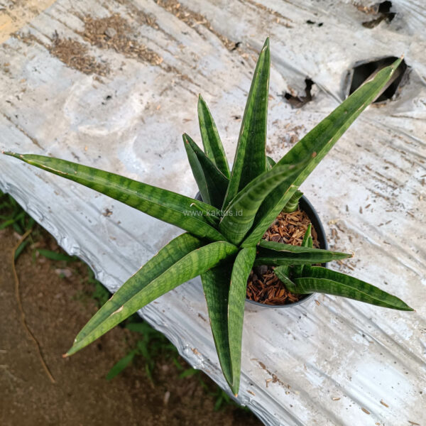 1041. Sansevieria Marsa Anjani