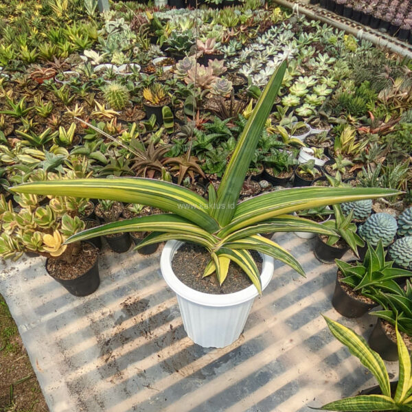 911. Sansevieria Robusta Dwarf Variegated 45 Cm