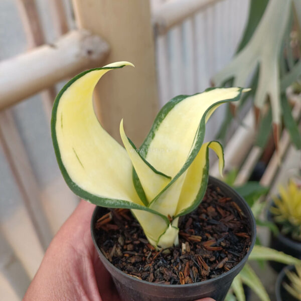 1042. Sansevieria Golden Wendy Mutation