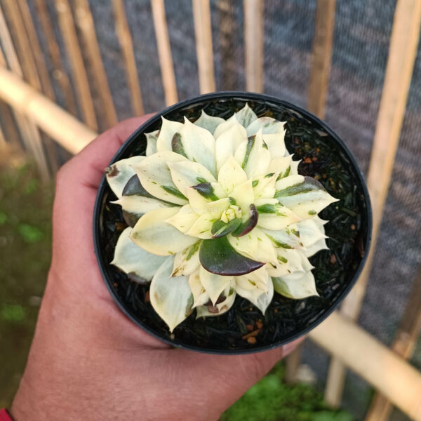 1043. Echeveria White Prince Mutation