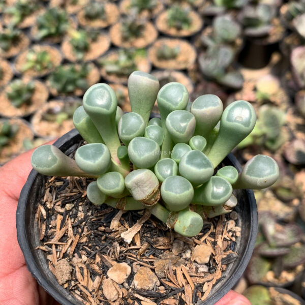 1045. Fenestraria Rhopalophylla 'Baby Toes'