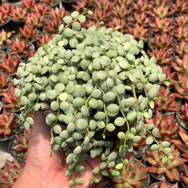 1047. Dischidia Numularia Variegated Over Size Pot 10 Cm