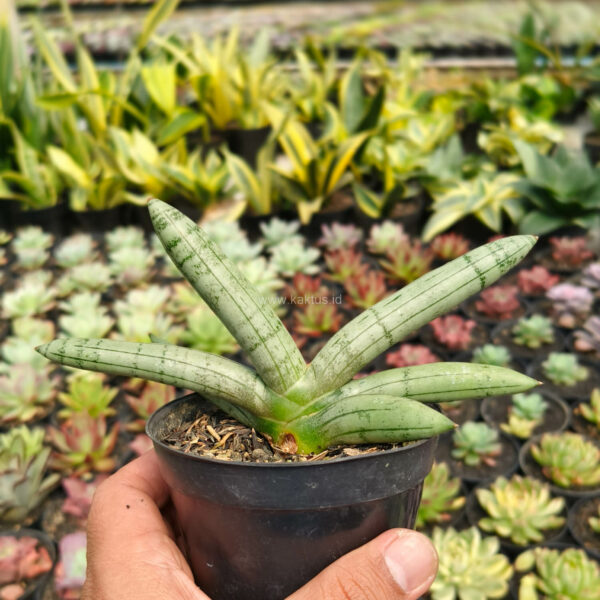 1046. Sansevieria Boncel Platinum